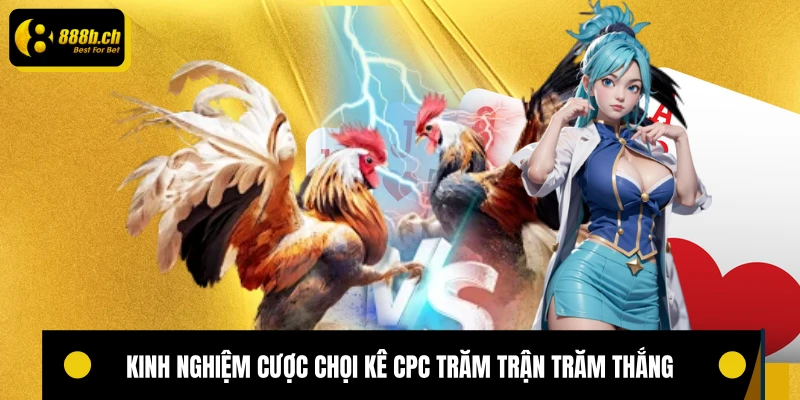 Kinh nghiệm cược chọi kê CPC trăm trận trăm thắng